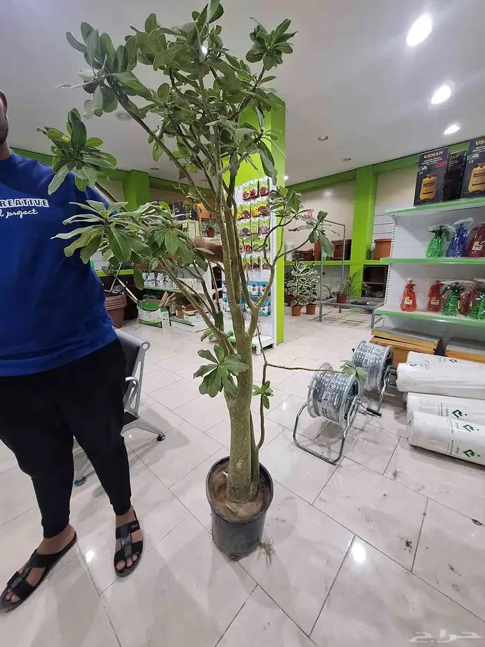 أدينيوم او عدنه ارتفاع مترين كميات مفتوحة 2