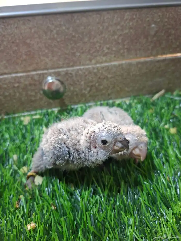 فروخ كنيور 1