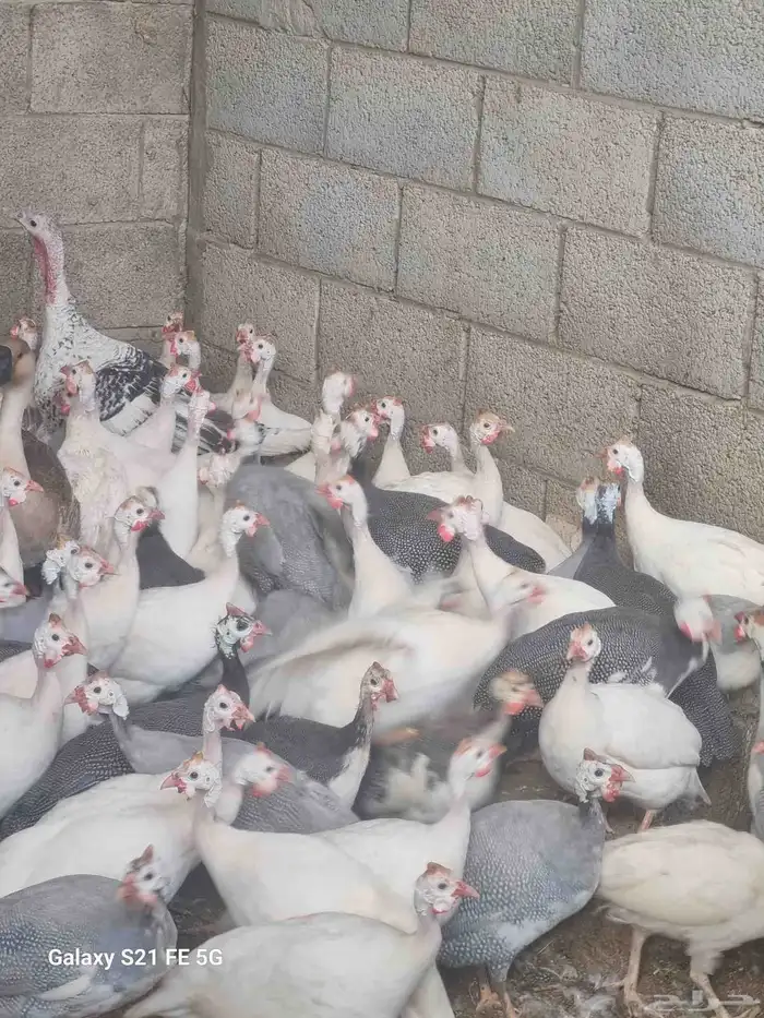 دجاج حبشي ألوان وأنواع دواجن رومي وز بط دجاج 1