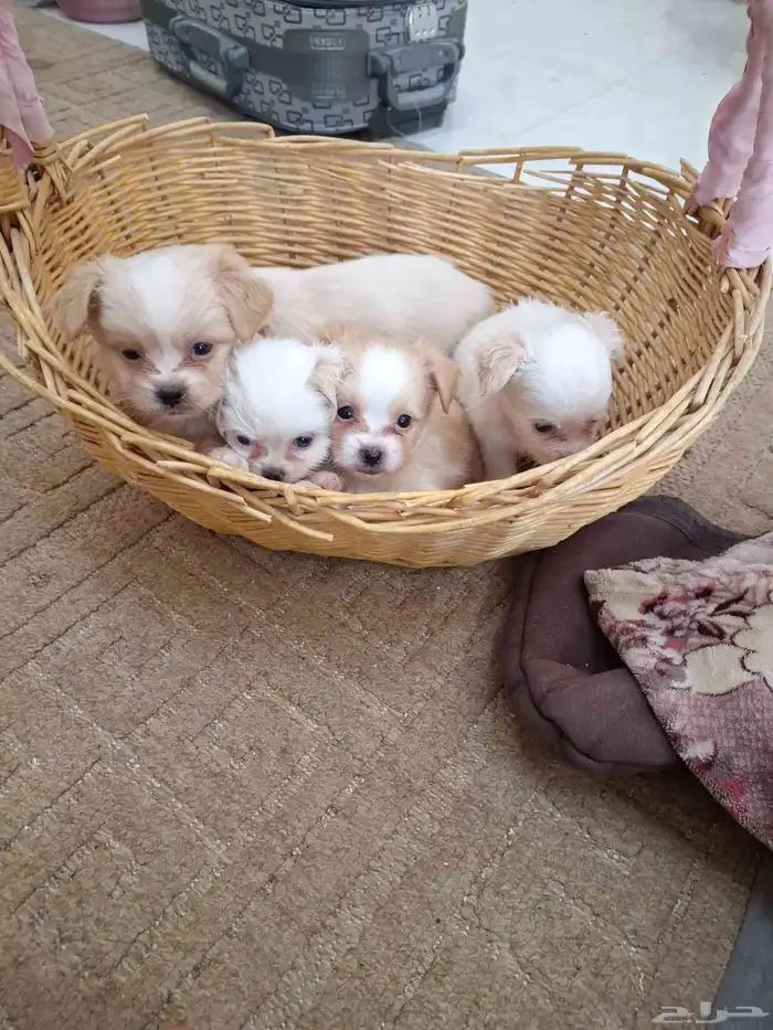 لا تفوتكم ...جراء انتاج رهيب 6