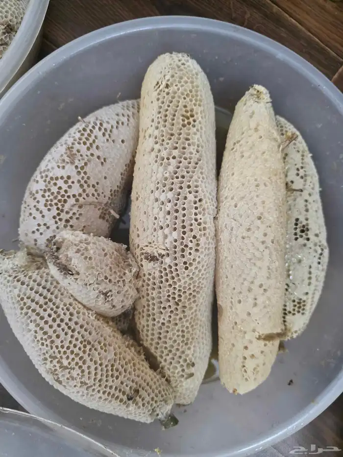 عسل سدر حر بري 10