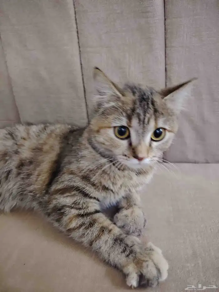 قطه انثى للتبني 0