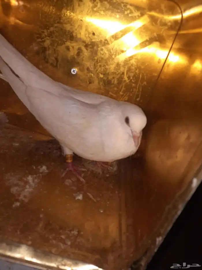 انثي قطيفي غرانق معقده صندقه ( عاقده ) 0