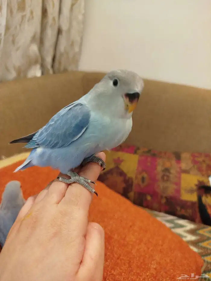 فروخ روز هدد هدد قمة الولافه تكسر البذور للبيع 1