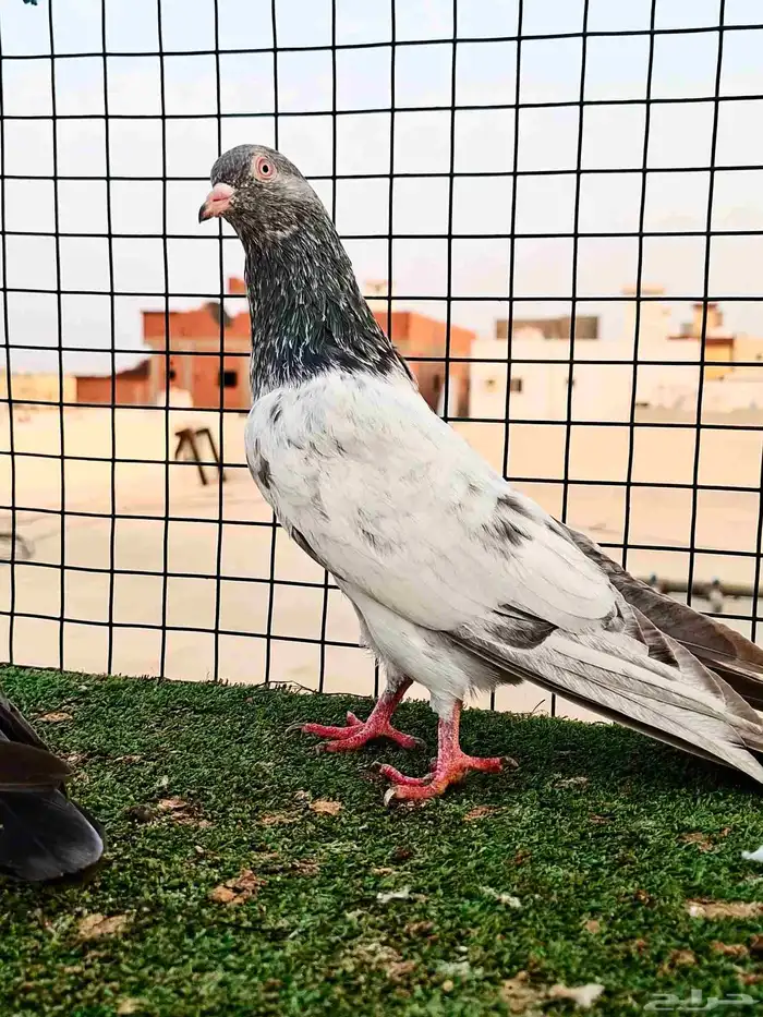 ذكر باكستاني قودلدن بيور 0