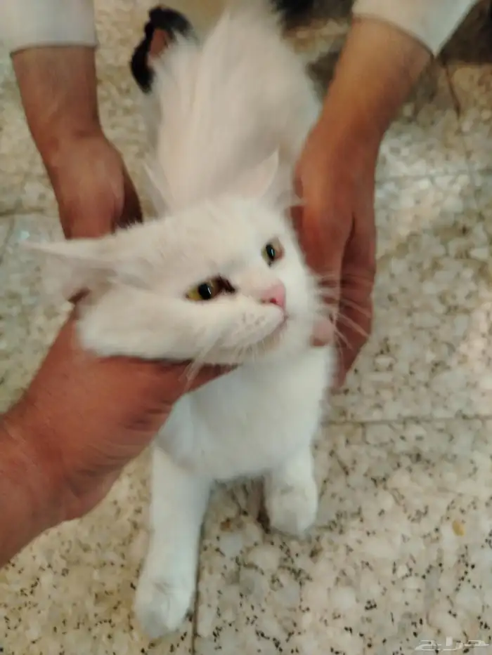 السلام عليكم 0