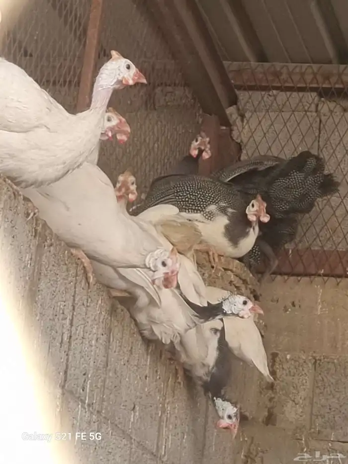 دجاج حبشي ألوان وأنواع دواجن رومي وز بط دجاج 0