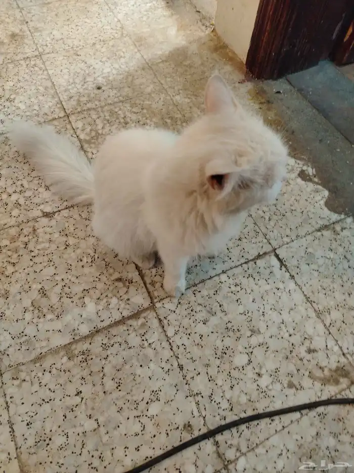 السلام عليكم 1