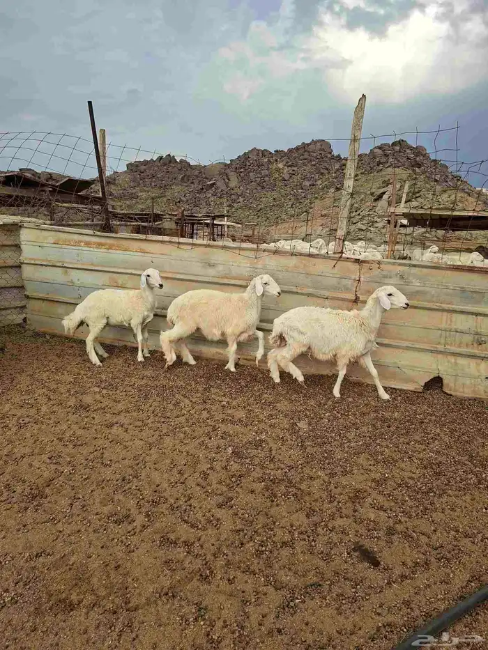 طليين ورخل من انتاج المراح 0