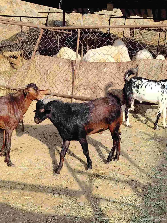 تيوس حقه مناسبات العمر سته اشهر ما شاء الله تبارك الله فل شح 3