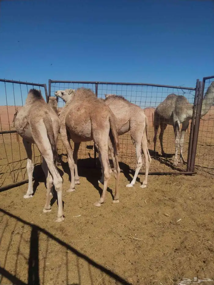 حشو طيبات للبيع 0