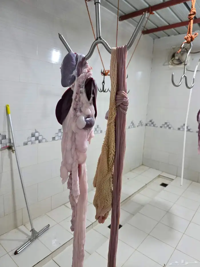 ذبائح النشاما 5