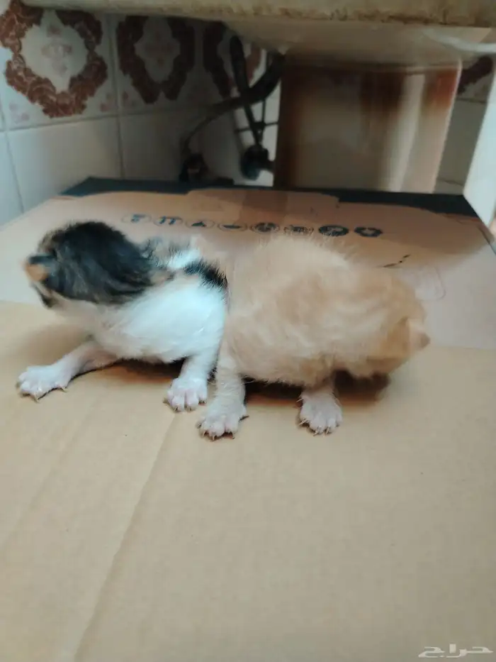 السلام عليكم 5