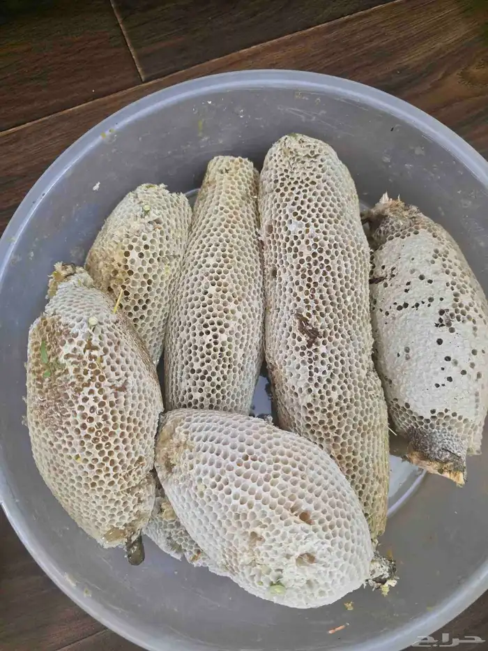 عسل سدر حر بري 9