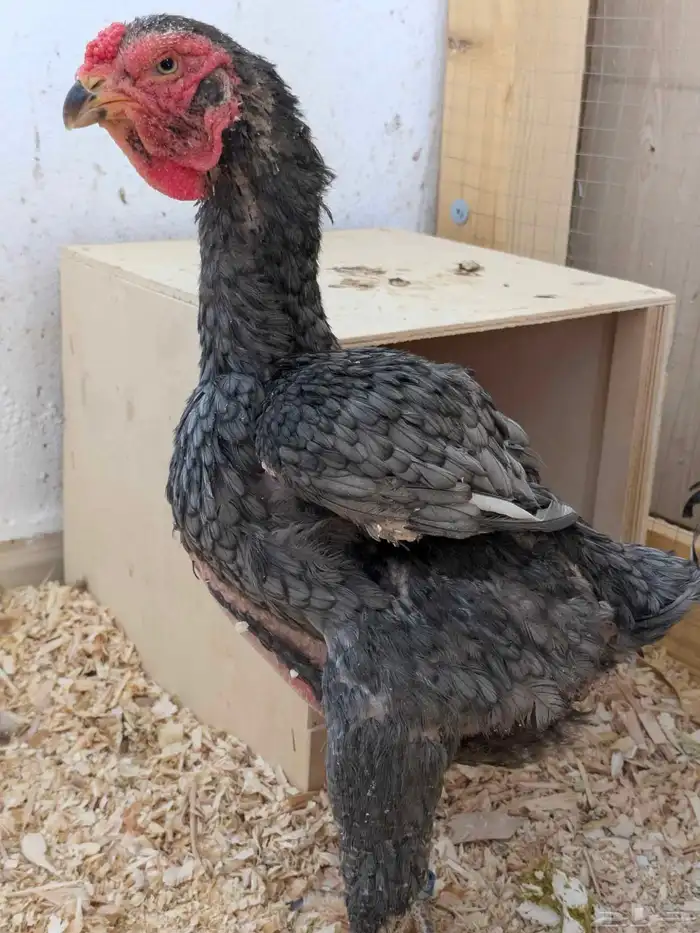 دجاج يماتو خوارج عليهم حجول 2024 8