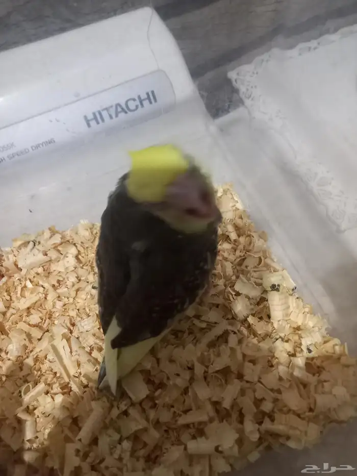 فرخ كروان مصبع فرخ روز البينو..فخمه 6