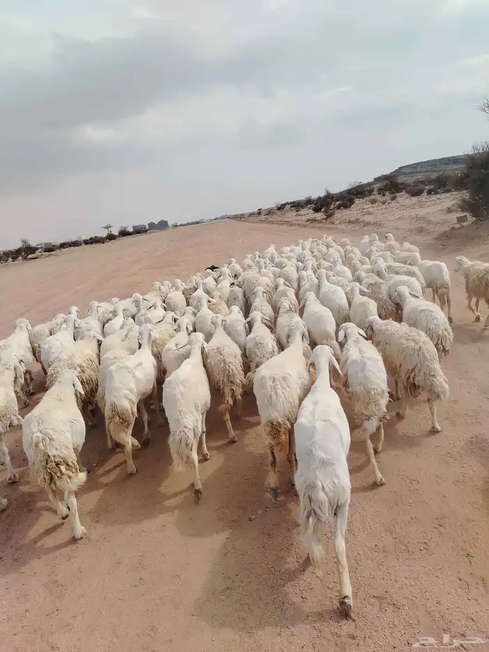 الغنم حريات طيب مرح واحد 0