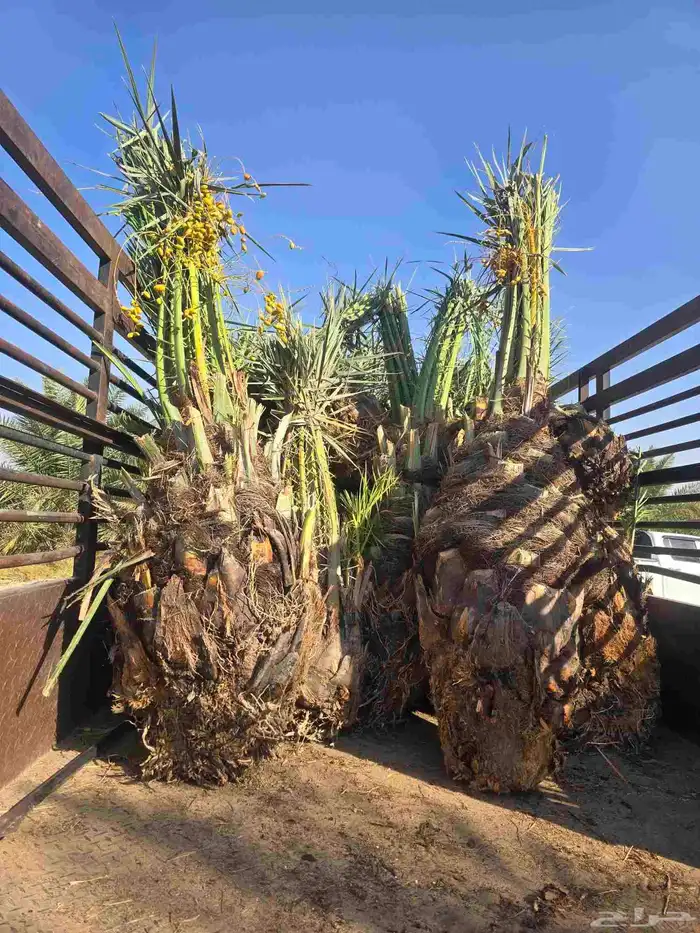 جميع انواع النخيل متوفر وجميع انواع الشبوك 2