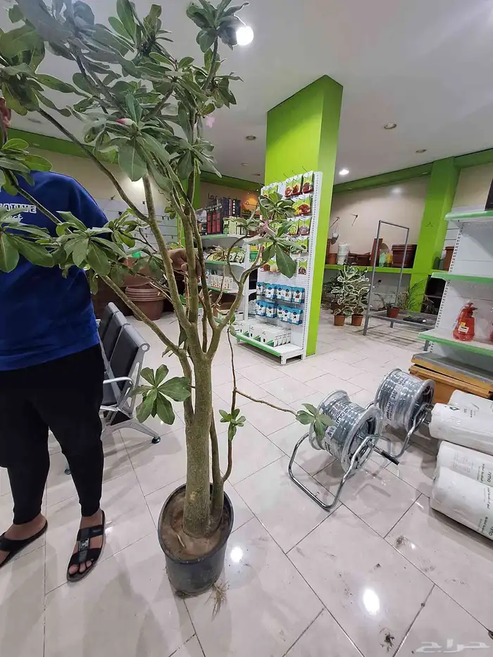 أدينيوم او عدنه ارتفاع مترين كميات مفتوحة 1