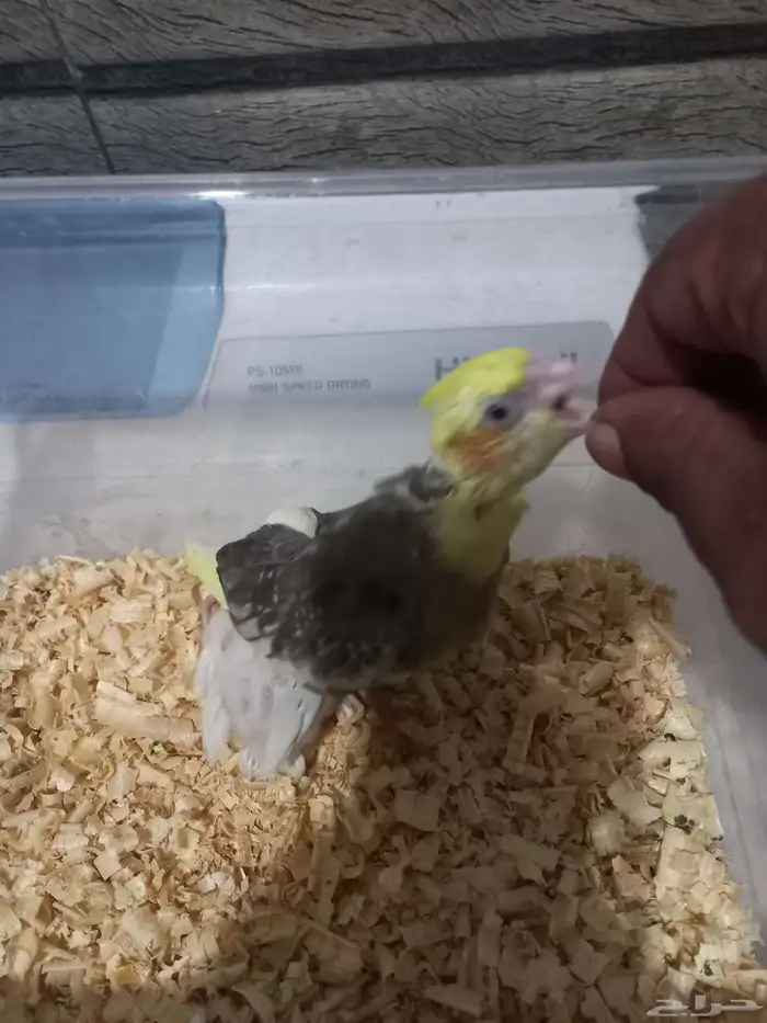 فرخ كروان مصبع فرخ روز البينو..فخمه 3