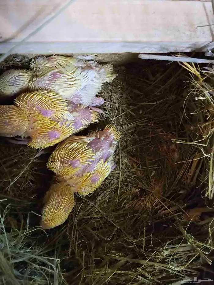 فروخ أورنج أوبلاين ورد أوبلاين 0