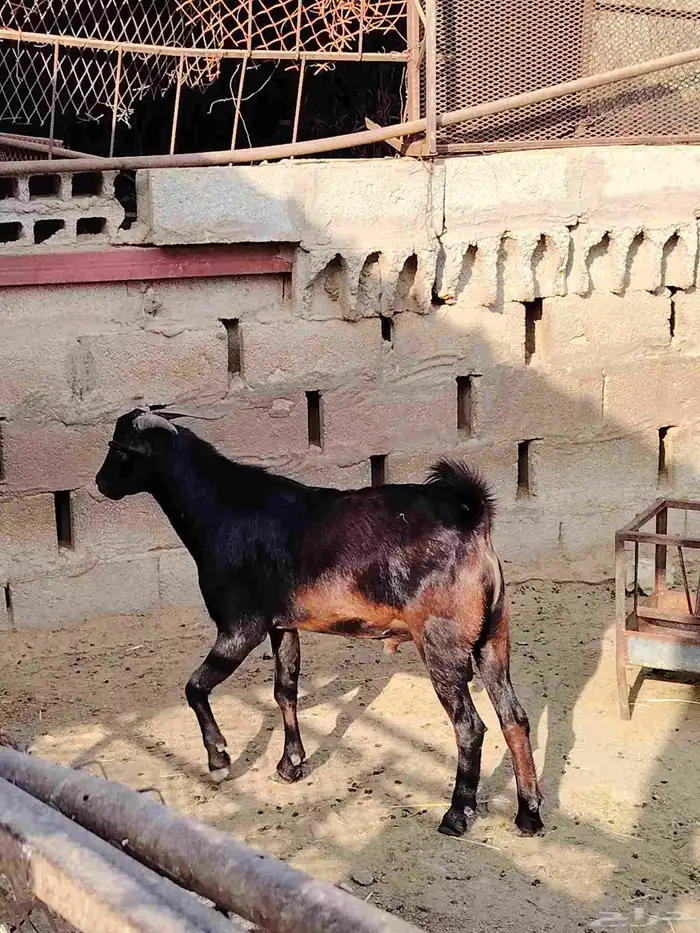 تيوس حقه مناسبات العمر سته اشهر ما شاء الله تبارك الله فل شح 0