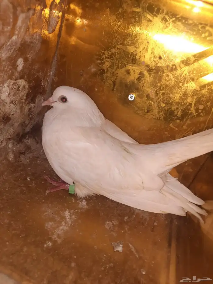 انثي قطيفي غرانق معقده صندقه ( عاقده ) 1