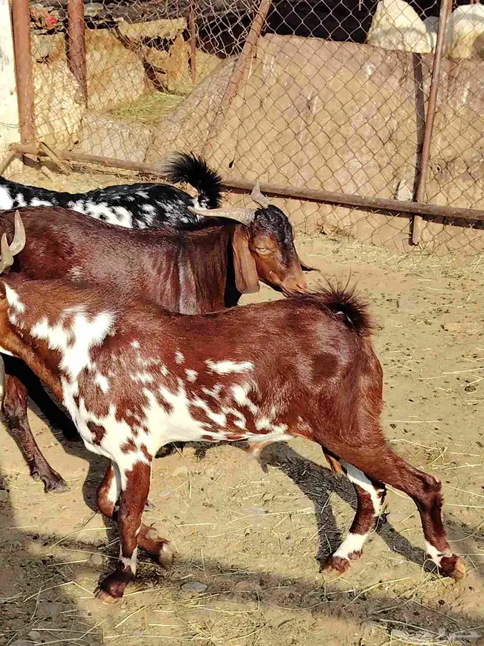 تيوس حقه مناسبات العمر سته اشهر ما شاء الله تبارك الله فل شح 2