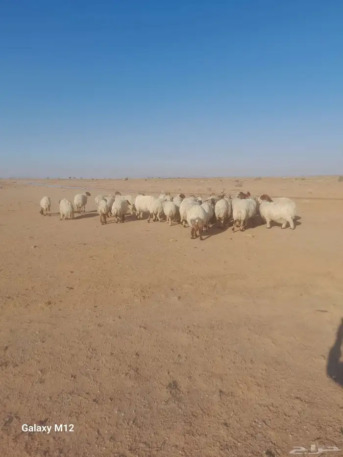 غنم للبيع العدد 32 0