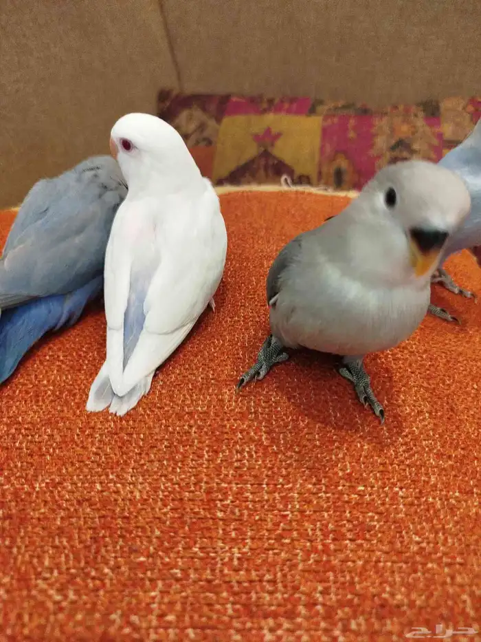 فروخ روز هدد هدد قمة الولافه تكسر البذور للبيع 3