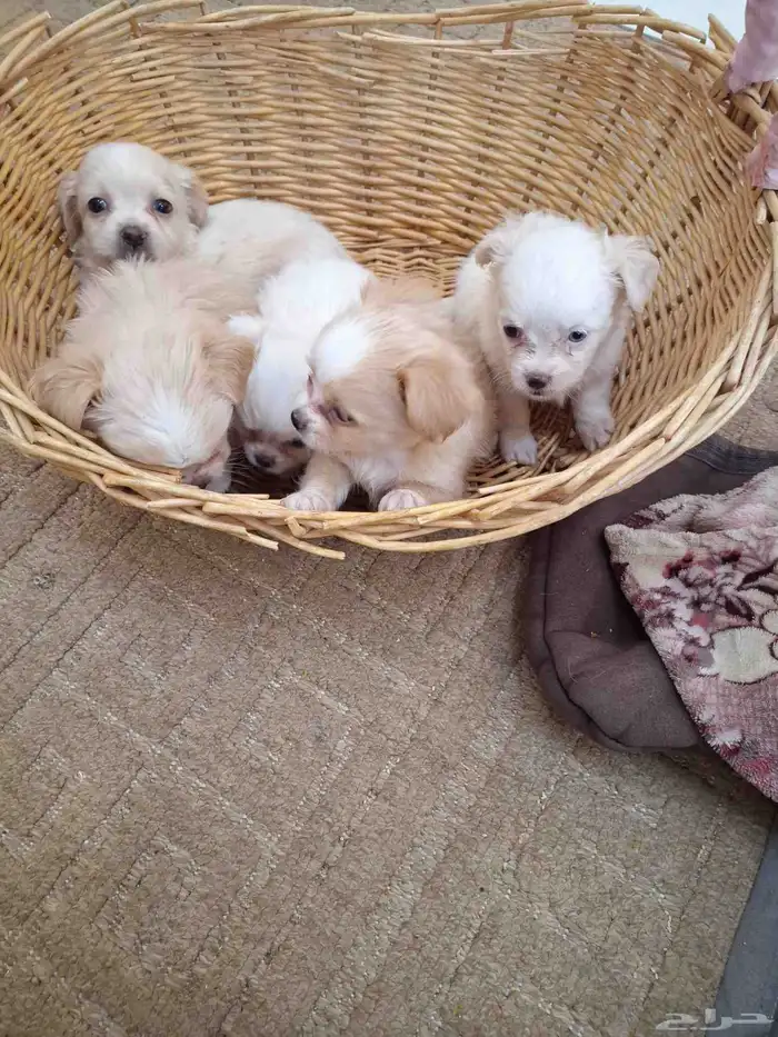 لا تفوتكم ...جراء انتاج رهيب 5