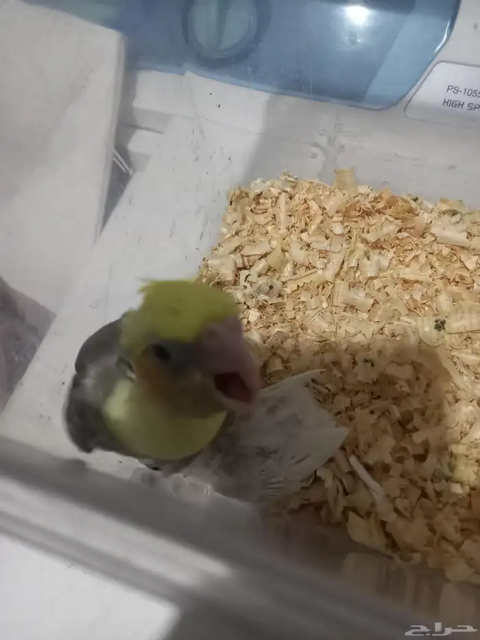 فرخ كروان مصبع فرخ روز البينو..فخمه 7