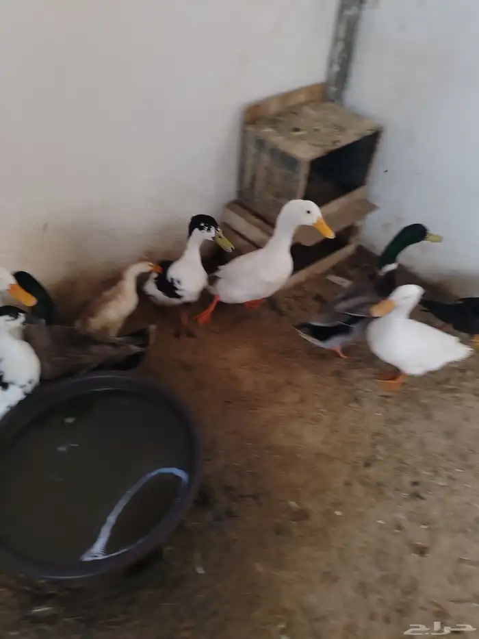 بط جميل واحجام 1