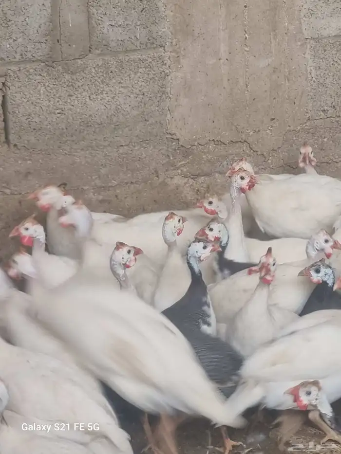 دجاج حبشي ألوان وأنواع دواجن رومي وز بط دجاج 3