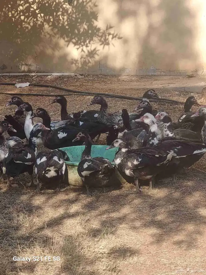 دجاج حبشي ألوان وأنواع دواجن رومي وز بط دجاج 5