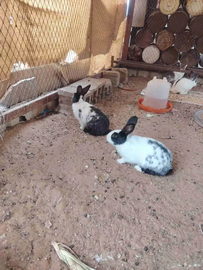 ارانب للبيع 1