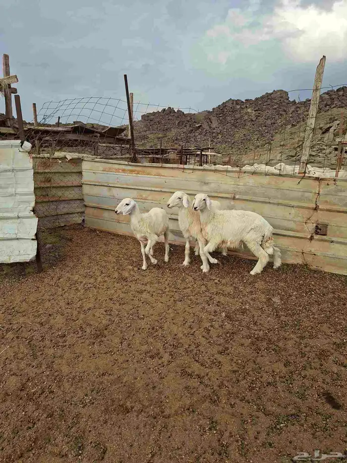 طليين ورخل من انتاج المراح 1