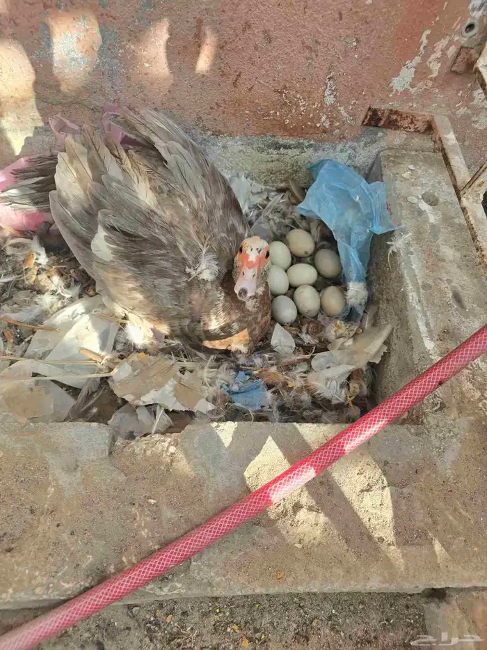 (5) بط اناثي و (1) ببش ذكر 0