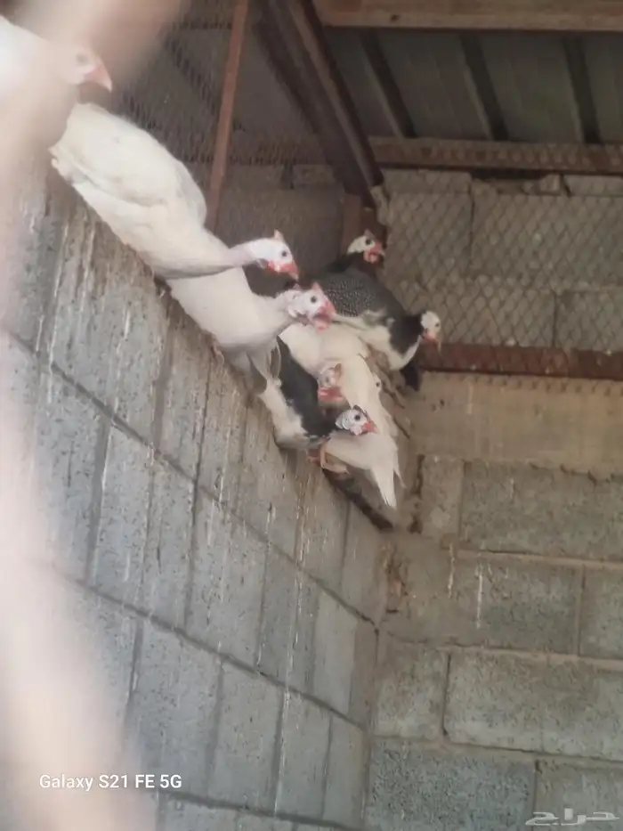 دجاج حبشي ألوان وأنواع دواجن رومي وز بط دجاج 4