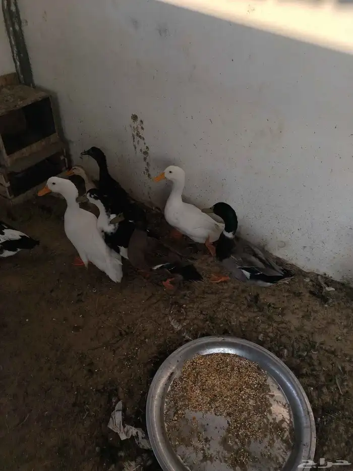 بط جميل واحجام 3