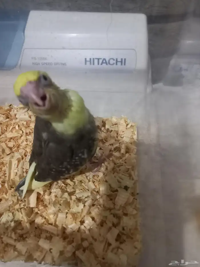 فرخ كروان مصبع فرخ روز البينو..فخمه 1