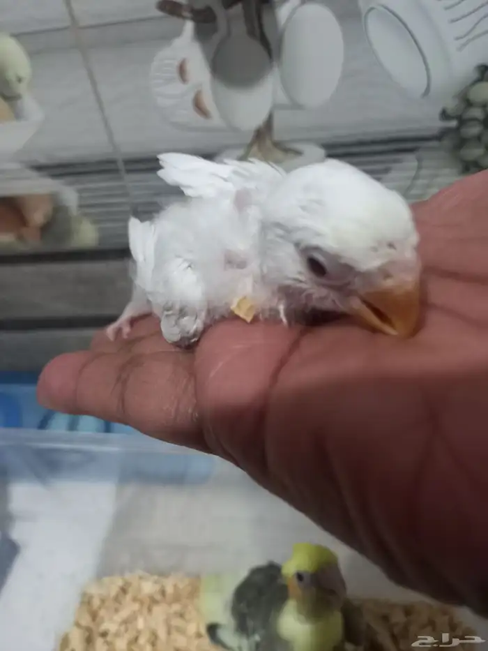 فرخ كروان مصبع فرخ روز البينو..فخمه 2