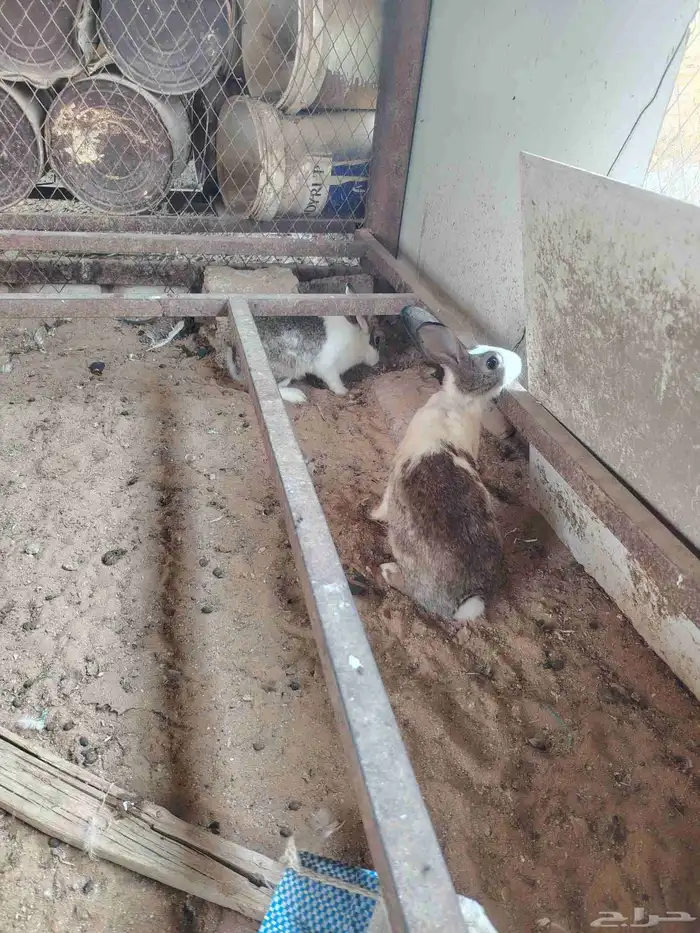 ارانب للبيع 0