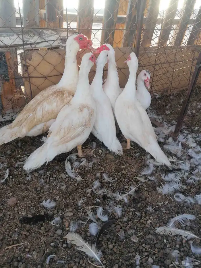 بط بلدي للبيع 1