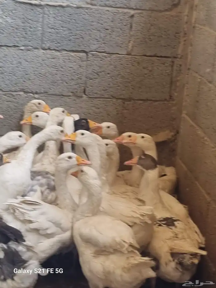 دجاج حبشي ألوان وأنواع دواجن رومي وز بط دجاج 8