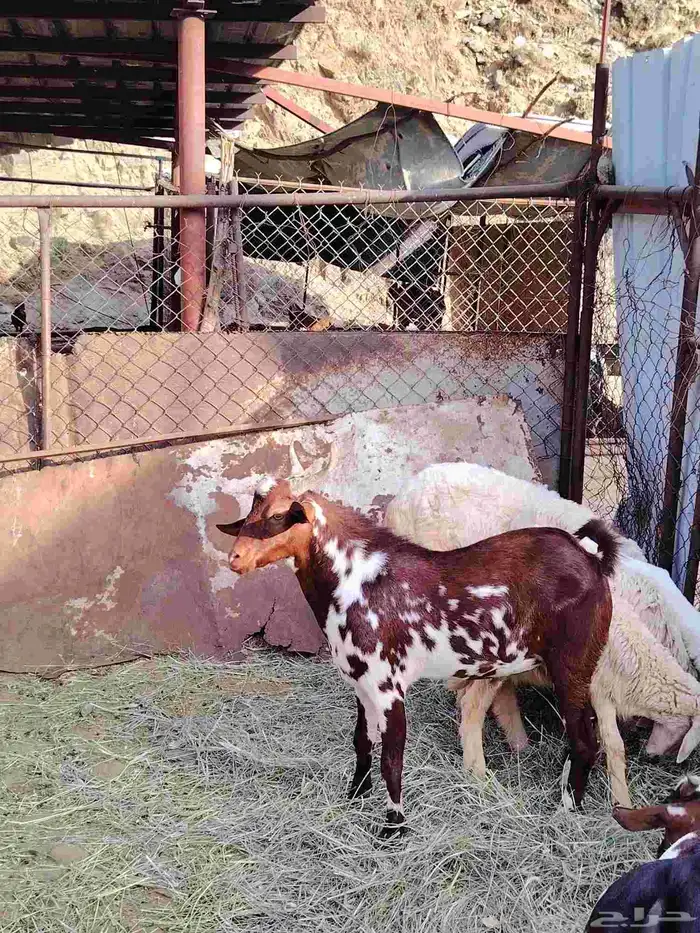 تيوس حقه مناسبات العمر سته اشهر ما شاء الله تبارك الله فل شح 1