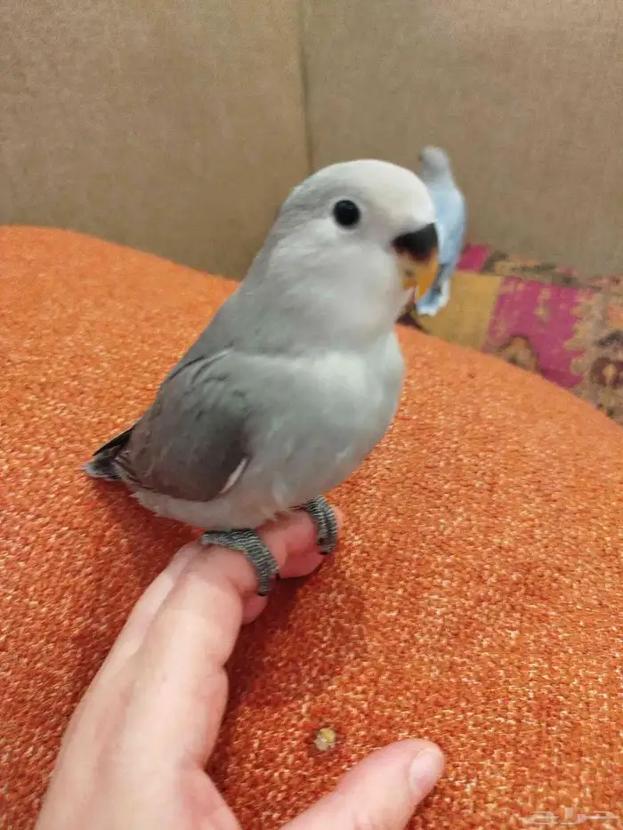 فروخ روز هدد هدد قمة الولافه تكسر البذور للبيع 0