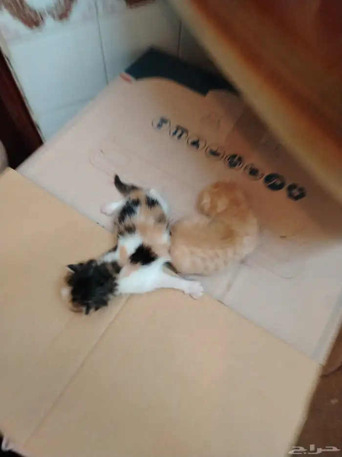 السلام عليكم 6