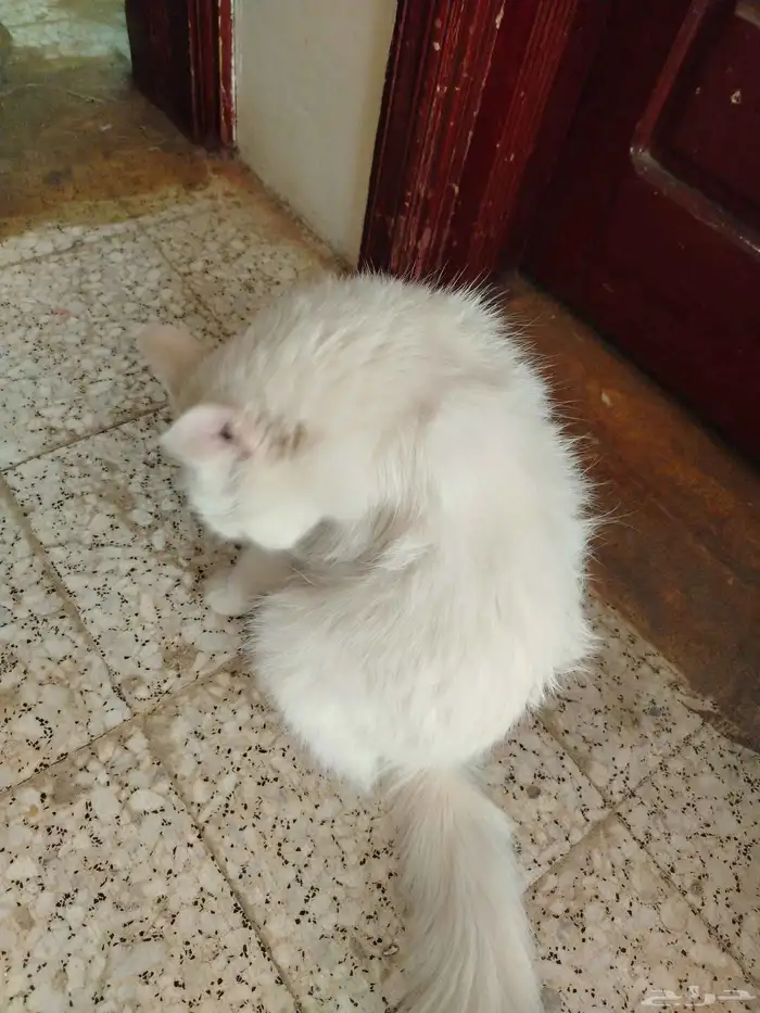 السلام عليكم 3