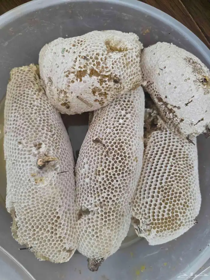 عسل سدر حر بري 11